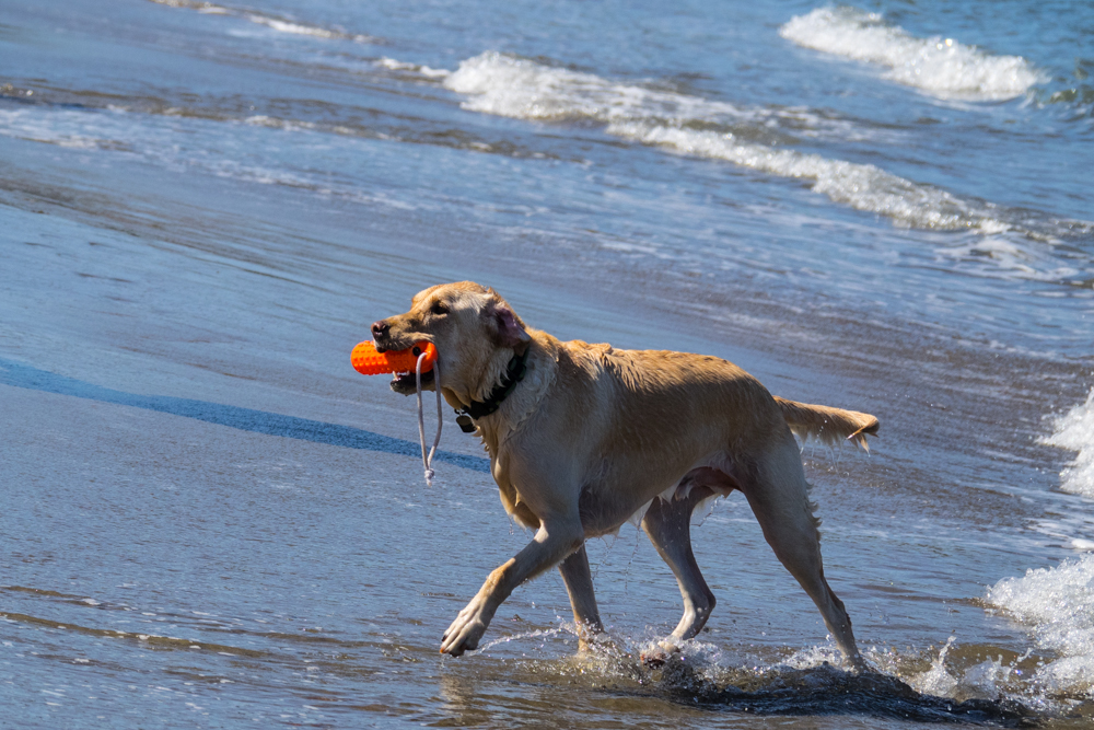 Lovely Dog at Beach
