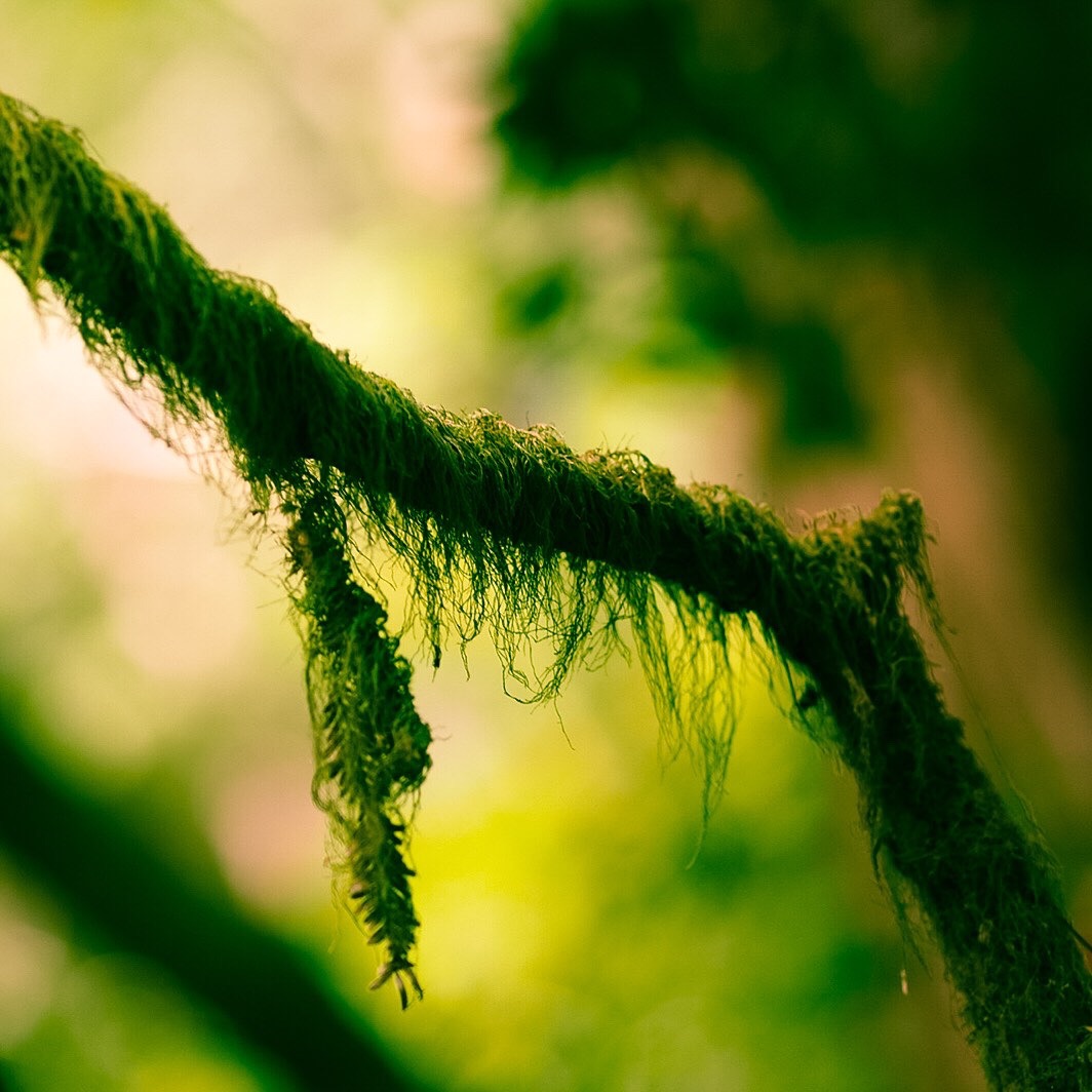 Moss on tree branches
